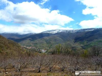 Cerezos flor Jerte; Nogaleas; senderismo por madrid; excursiones montaña madrid;circo gredos